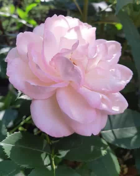 lyserød rose